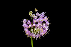 Nodding Pink Onion